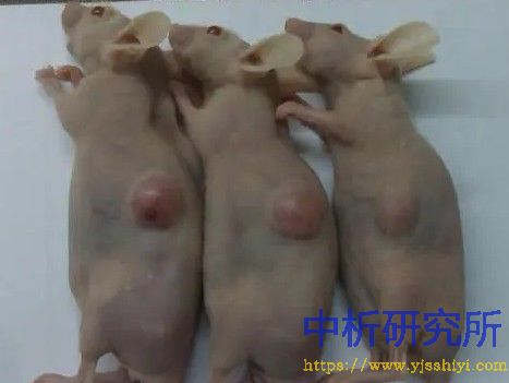 精神病動物模型試驗