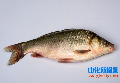 鯽魚檢測