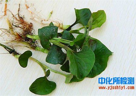 魚(yú)腥草成分分析