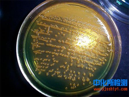 食品微生物檢測