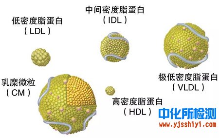 脂蛋白檢測