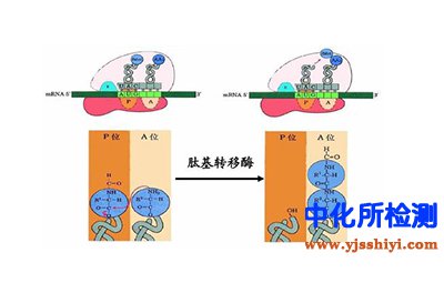 轉移酶檢測