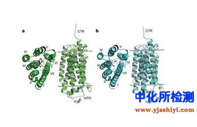 脂聯(lián)素檢測