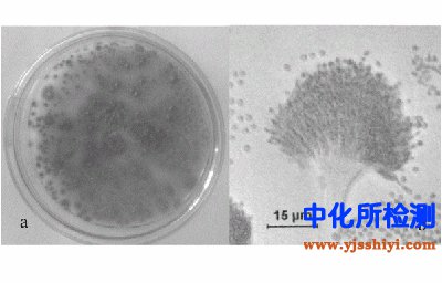 水稻秸稈微生物分解產物檢測