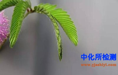 含羞草素檢測(cè)