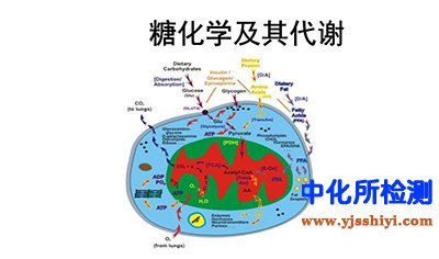 糖代謝檢測