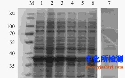 SDS-PAGE分析